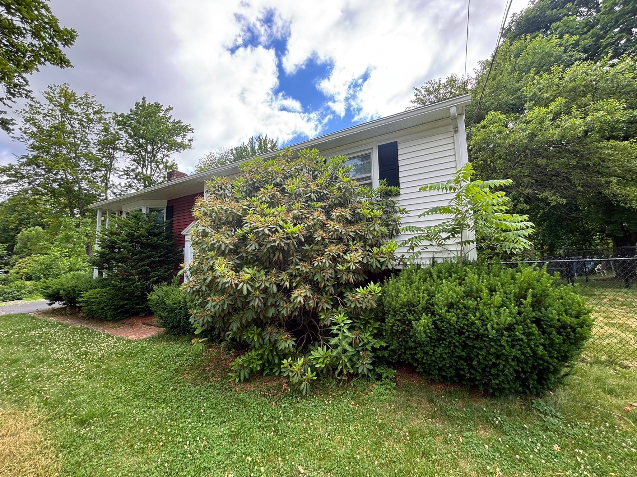 Mature shrubs with extensive root systems — Spencer, MA property